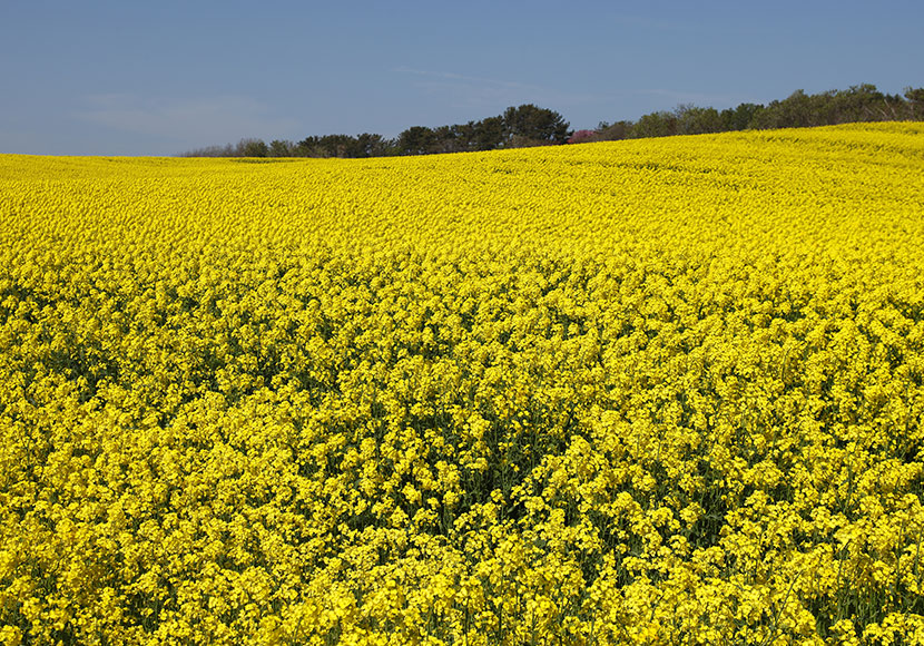 横浜町の菜の花畑