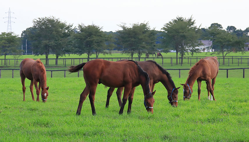 ノーザンホースパークの馬