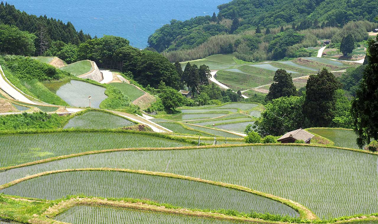 岩首昇竜棚田