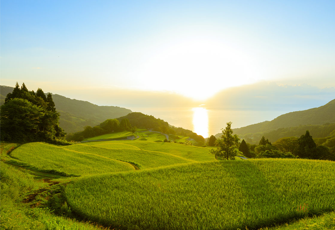 朝日が差す岩首昇竜棚田