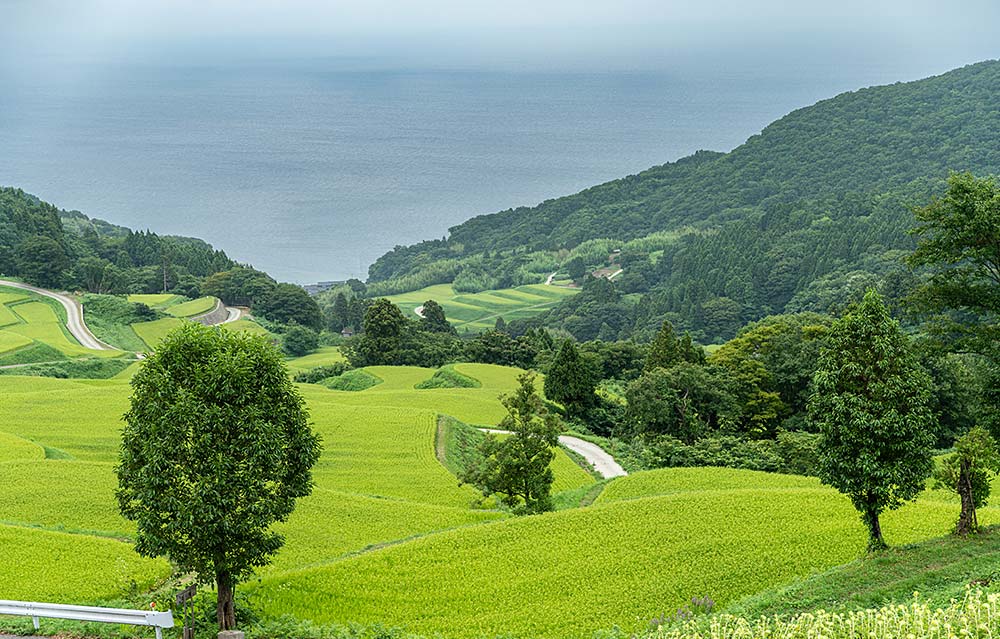 岩首昇竜棚田の起伏