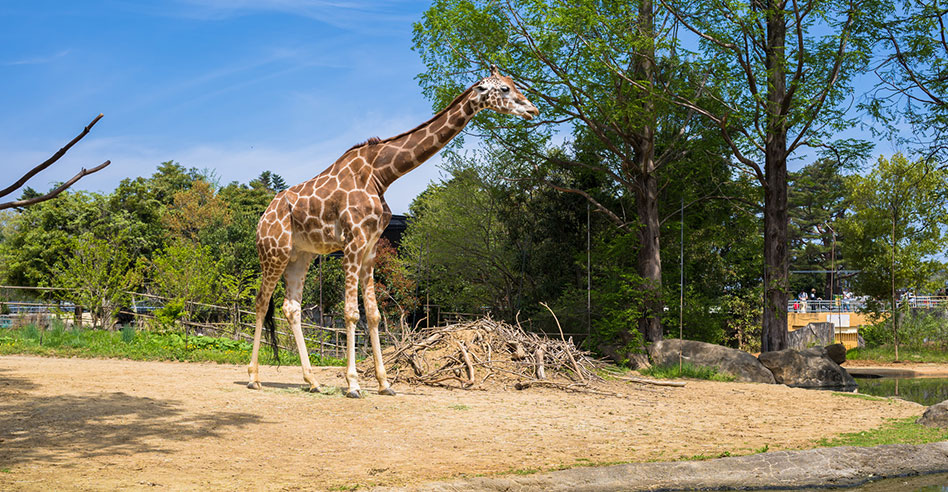 アフリカ園のキリン