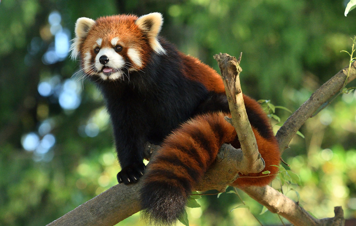 八木山動物公園のレッサーパンダ