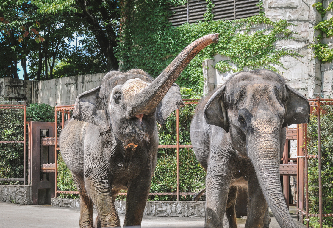 八木山動物公園のゾウ