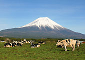 朝霧高原 写真