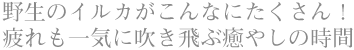 野生のイルカがこんなにたくさん！ 疲れも一気に吹き飛ぶ癒やしの時間