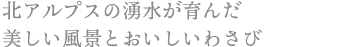 北アルプスの湧水が育んだ美しい風景とおいしいわさび