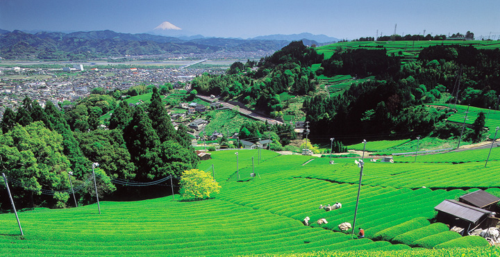 お茶の郷【静岡県・島田市】