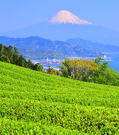 静岡