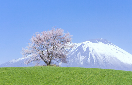 小岩井農場