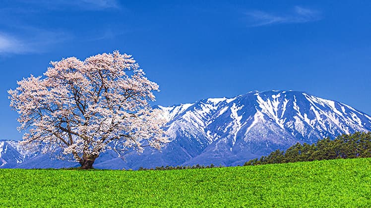 感受浪漫的巖手之旅